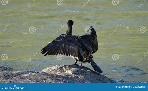 Great Big Cormorant Stock Photo Image Of Summer Waterfowl 122042810