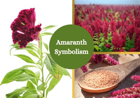 Amaranth Symbolism And Meaning Symbol Sage