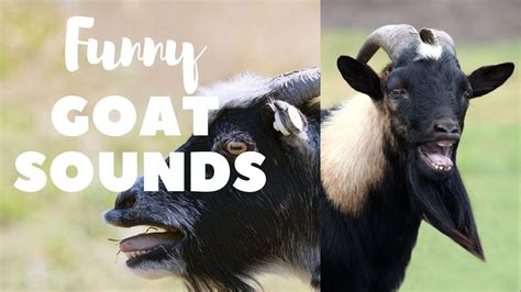 Funny Goat Sounds And Noise Effects To Make You Laugh Hard Youtube