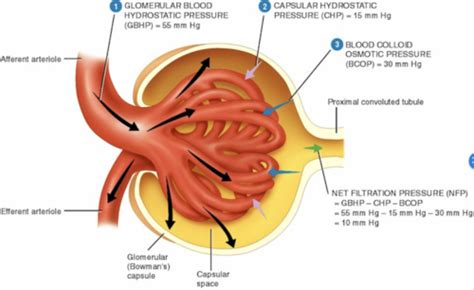 Pathophys Exam Renal Flashcards Quizlet