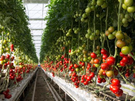 How to Start Tomato Farming for Profit