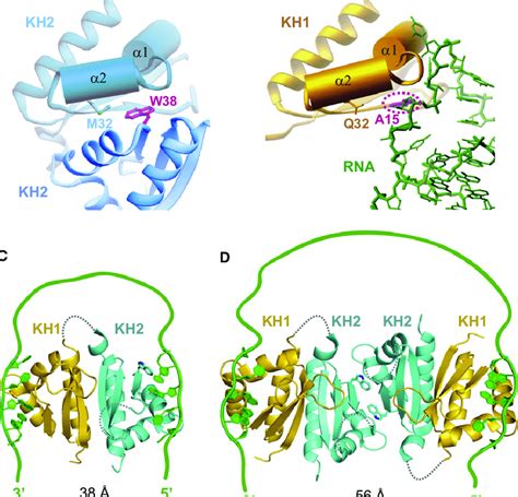 Models For Interaction Of Nova Kh Domains With Wild Type Rna Targets