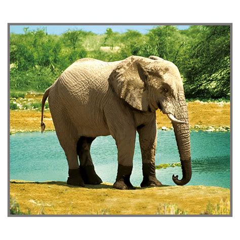 Animal Torch and Projector