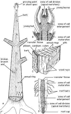 Shoot system | plant anatomy | Britannica