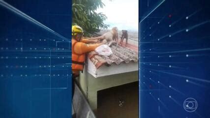 Quase Mil Animais S O Resgatados Durante Enchentes No Rs