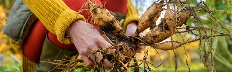 How To Dig Store Dahlias For Winter American Meadows