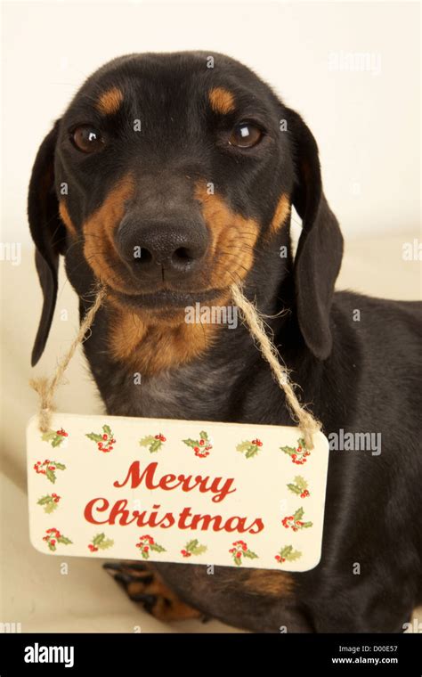 Merry Christmas Dachshund Stock Photo Alamy