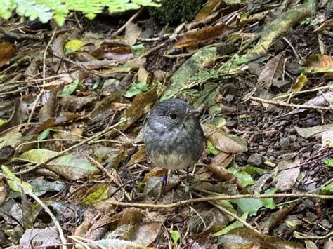 Best Hikes and Trails in Zealandia Wildlife Sanctuary | AllTrails