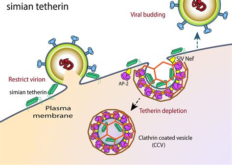 Here S How Early Humans Evaded Immunodeficiency Viruses