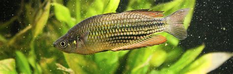 Melanotaenia Sp Running River Rainbowfish Moonlightaquatics