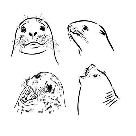 Seal Vector Sketch 36522090 Vector Art At Vecteezy