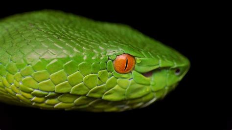 8 Enigmatic Facts About Sabah Bamboo Pit Viper