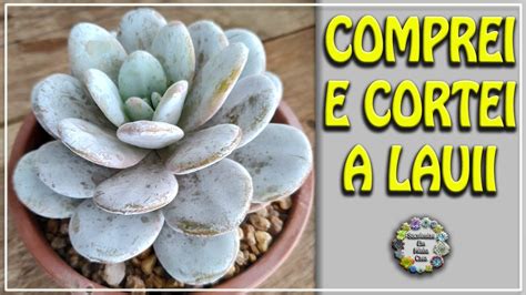 Consegui Minha Echeveria Laui Ou Lauii J Cortei Atualiza O De