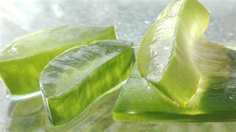 Tudo Sobre Aloe Vera Para A Pele My Dermacenter