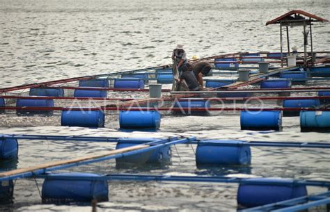 KEMATIAN IKAN KJA DANAU MANINJAU ANTARA Foto