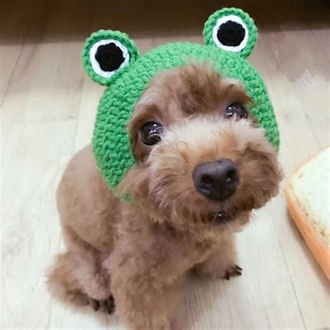 Frog Hat Dog Costume Ubicaciondepersonascdmxgobmx