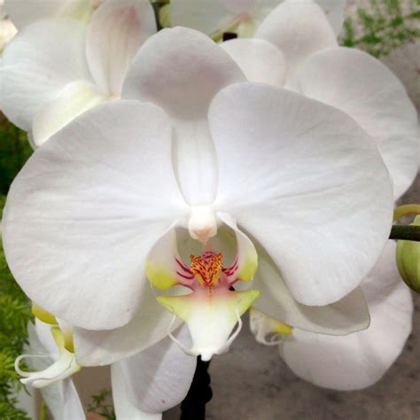 Orqu Deas Phalaenopsis Cultivo Cuidados Enfermedades Y M S