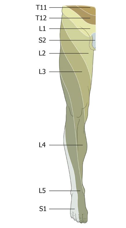 Lumbar Dermatome Map