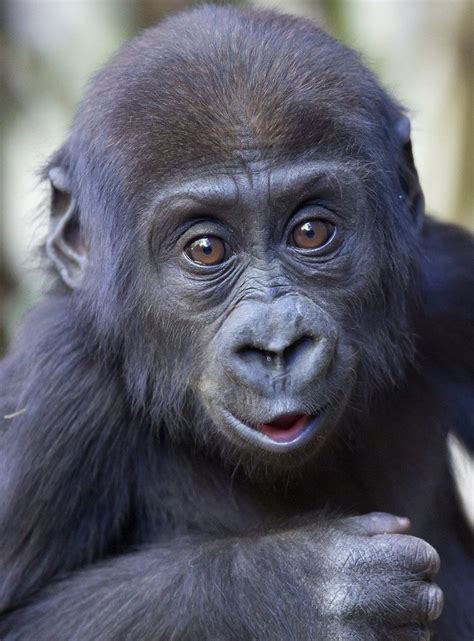 Pin By Carol Anne Somerville On Magnificent Mountain Gorillas Western