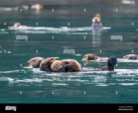 Sea otter raft in kelp hi-res stock photography and images - Alamy