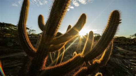 Las Mejores Plantas Adaptadas A Sitios Secos Descubre Cu Les Son