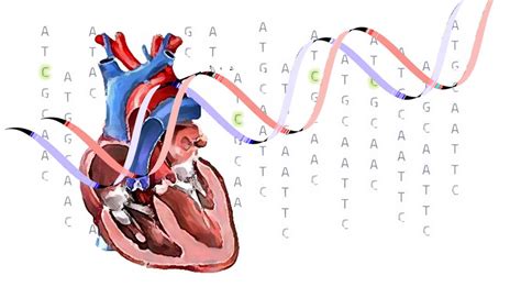 Arquitectura genética de los defectos cardiacos congénitos Genotipia