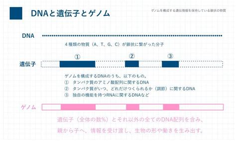 全ゲノム解析とは？ 国立高度専門医療研究センター 医療研究連携推進本部