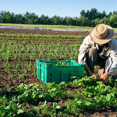 Cultivating a Sustainable Future: The Power of Organic Farming