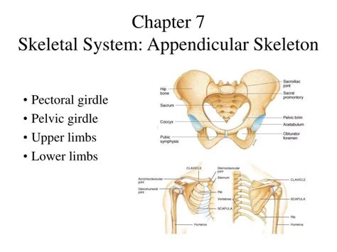 PPT Chapter 7 Skeletal System Appendicular Skeleton PowerPoint