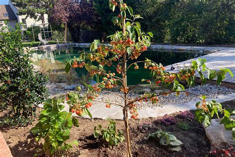 Gartengestaltung In Wien Und Nieder Sterreich