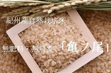 令和5年新米 自然栽培米亀の尾 玄米5kg 農薬不使用・肥料不使用 正規代理店 米