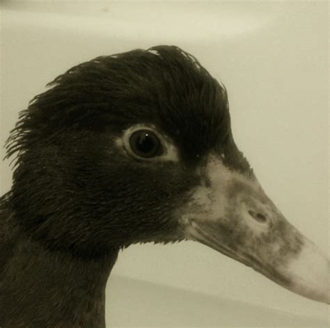 frostbite to gangrene ... it is too late to save my duck :-( (update ...