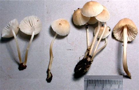 Virtual Mycota Mycena Morris Jonesii