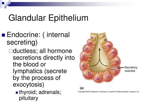 What Is Glandular Epithelial Tissue