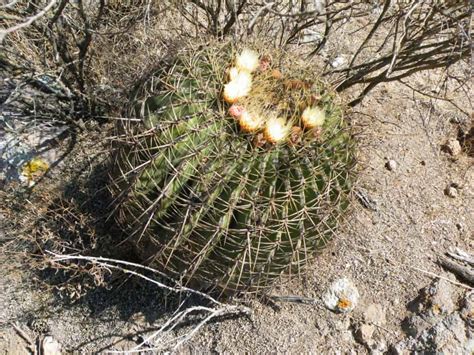 Echinocactus Electracanthus Seeds Phoenix Desert Seeds