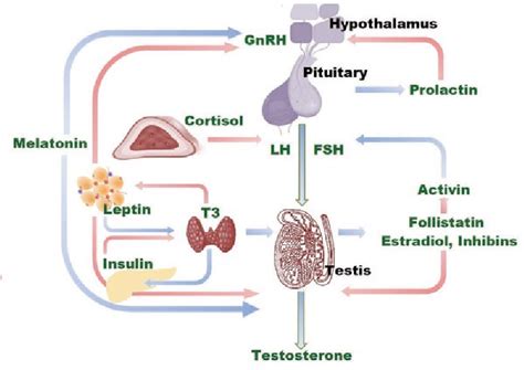 male reproductive hormones  semen quality semantic scholar
