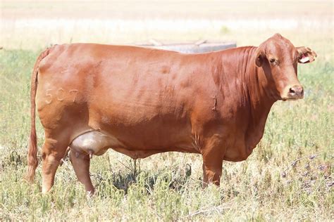 Droughtmaster N Bees Vir Die Veld én Die Voerkraal