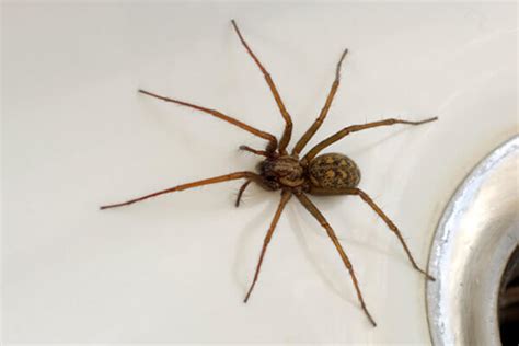 House Spider Facts And Information