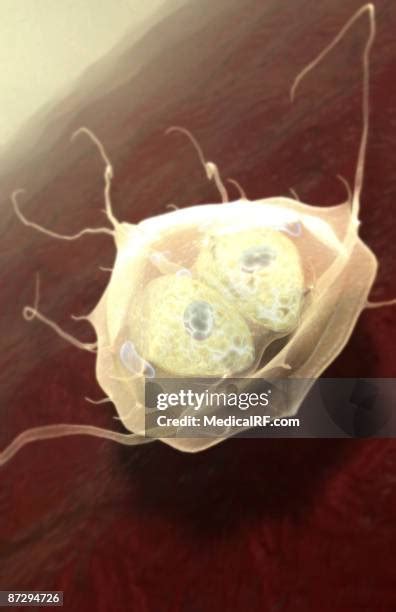 Giardia Lamblia Photos And Premium High Res Pictures Getty Images