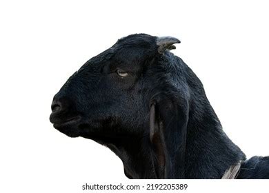 Portrait Young Black Goat Farm Stock Photo 2192205389 | Shutterstock