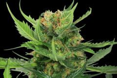 Cannabis Strain Focus California Indica From Sensi Seeds Sensi Seeds