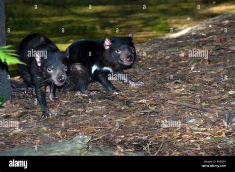 Tasmanian Devils High Resolution Stock Photography And Images Alamy