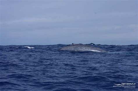 Whale Day Azores Whale Watching Terra Azul™