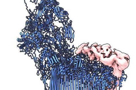 How Chaperone Proteins Deal With Immune System Overreactions