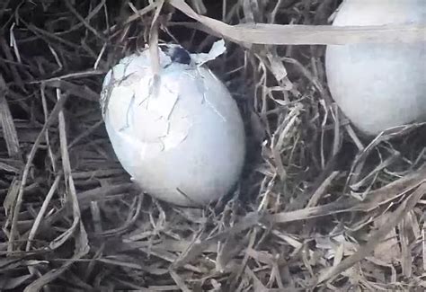 Vidéo Un œuf est en train d éclore Caméra Nest de pygargue à tête