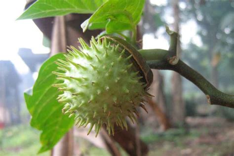 Ini Buah Buahan Yang Bisa Bikin Mabuk Mengandung Alkohol