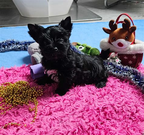 Black Yorkshire Terrier piesek z rodowodem Gałdowo OLX pl