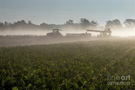 Celery Farming Photograph By Jim Westscience Photo Library Fine Art