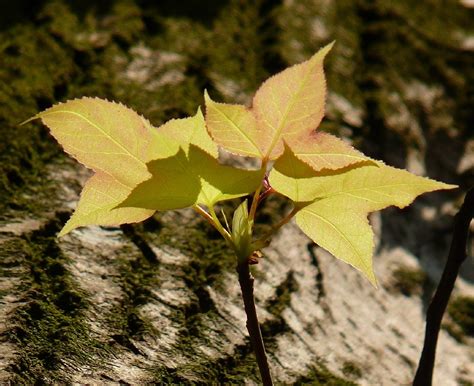 Liquidámbar Tipos Cuidados Y Propiedades Del árbol Más Bello