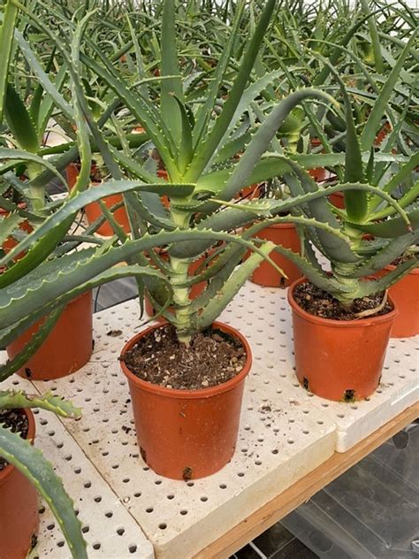 Pianta Di Aloe Arborescens Di Anni